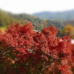 奈良の長谷寺もみじまつり