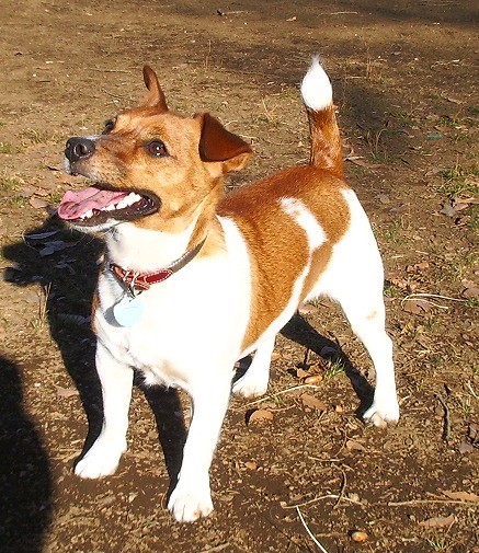 こんな寂しい思いは無理 犬が安心して ひとりで泊まれるホテル ときめきの秘密基地