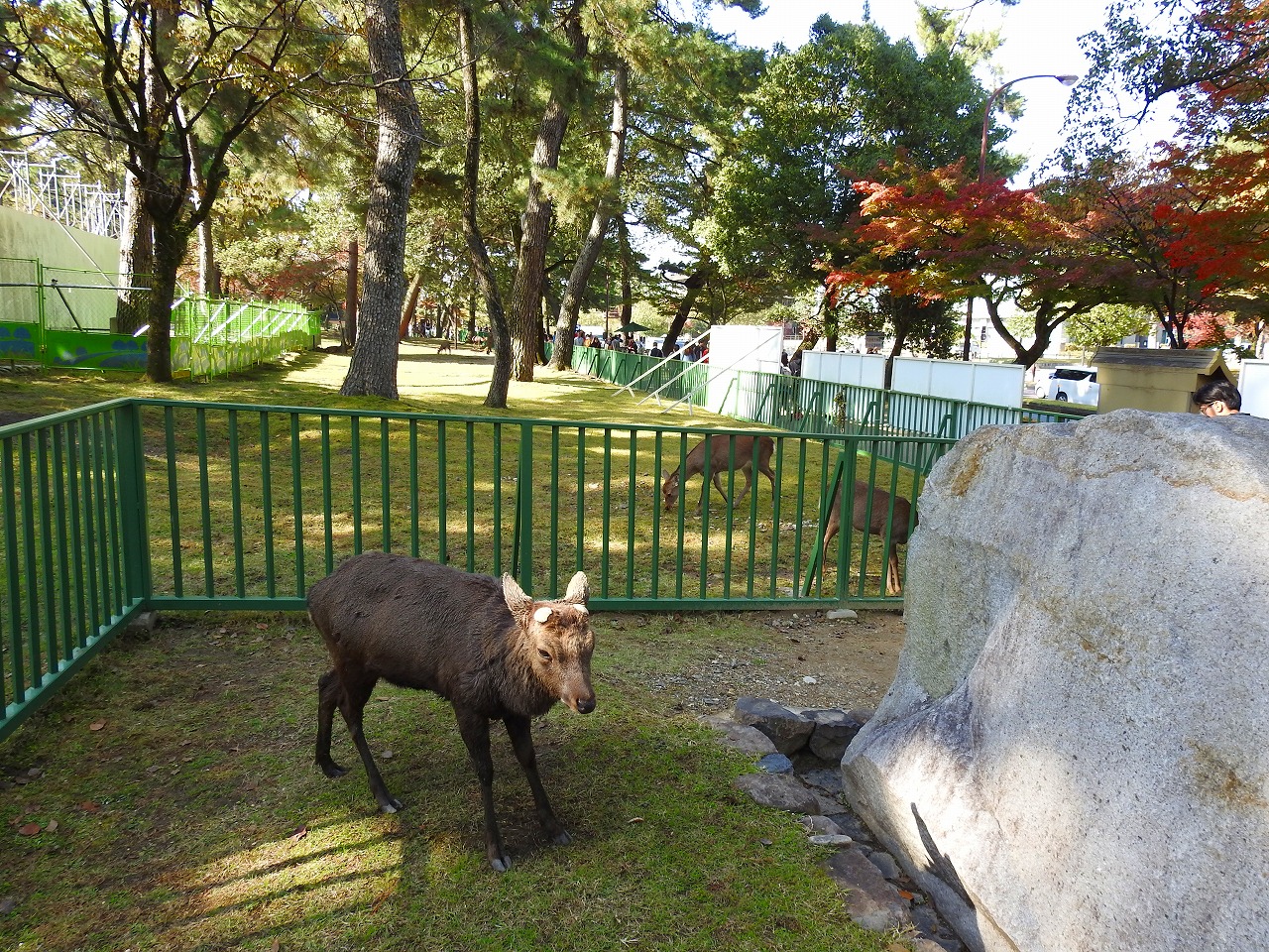 興福寺の鹿