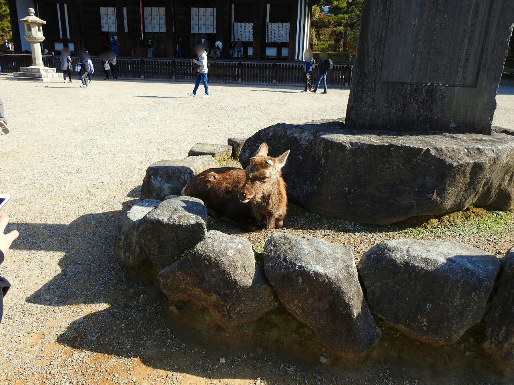 興福寺　花の松の鹿