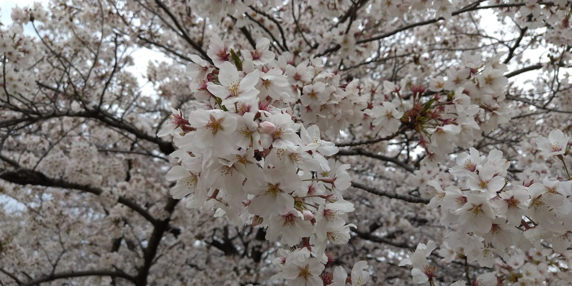 2020年3月28日 光が丘公園の桜