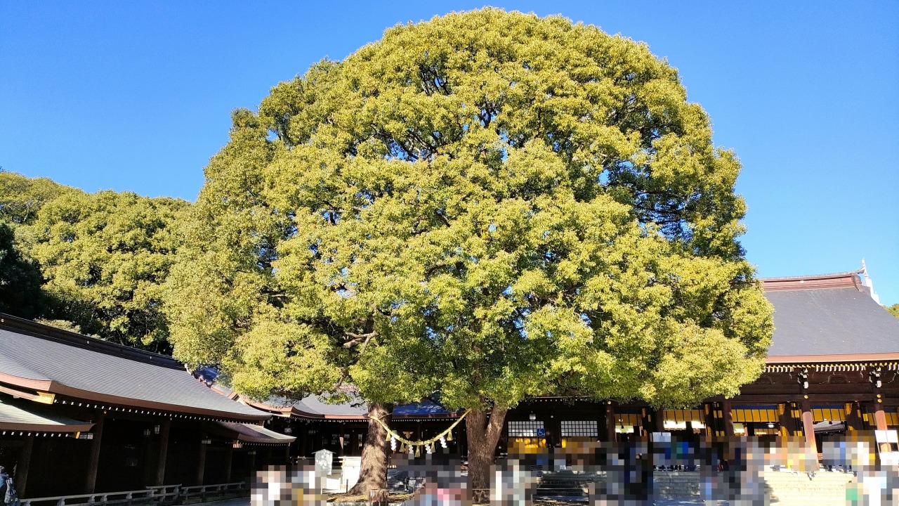 明治神宮　夫婦楠　めおとくす