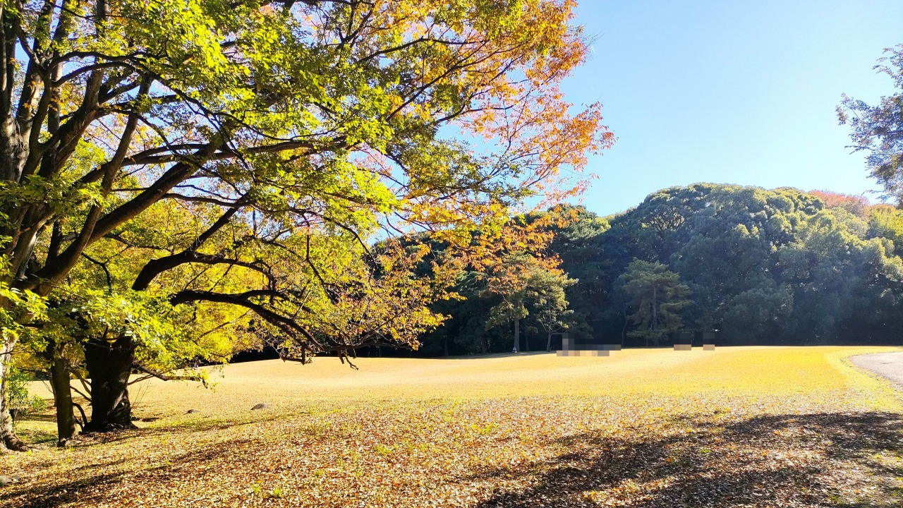 明治神宮　宝物殿前芝地