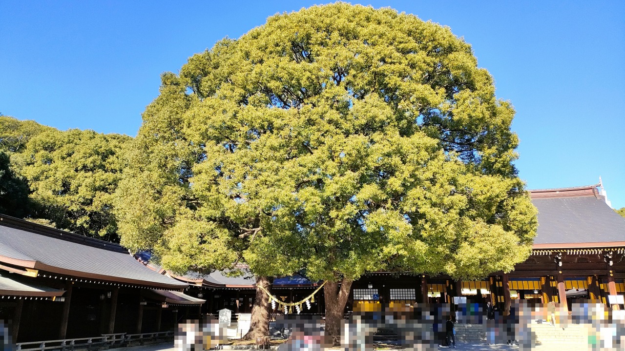 明治神宮　夫婦楠　めおとくす