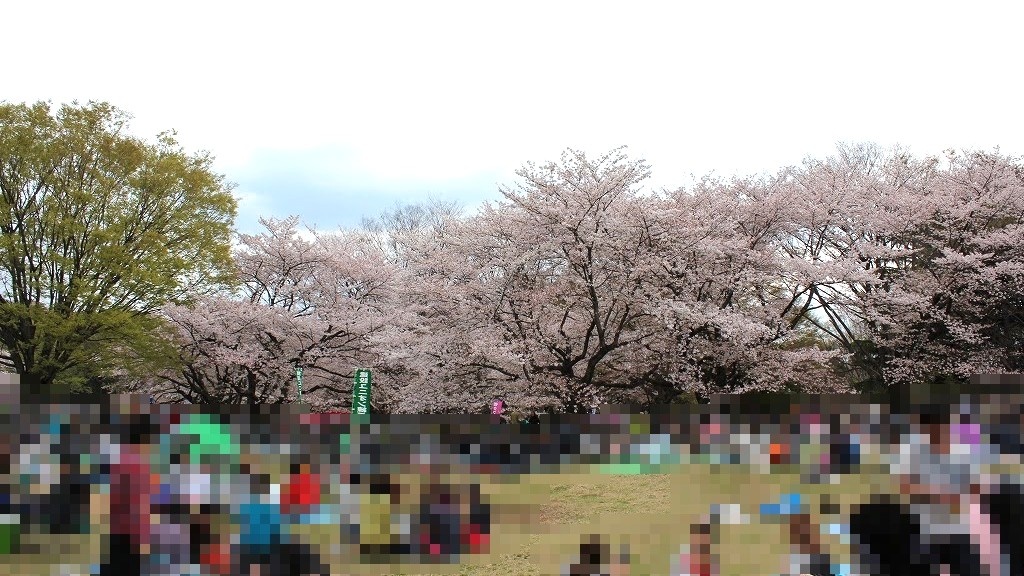 光が丘公園　芝生広場