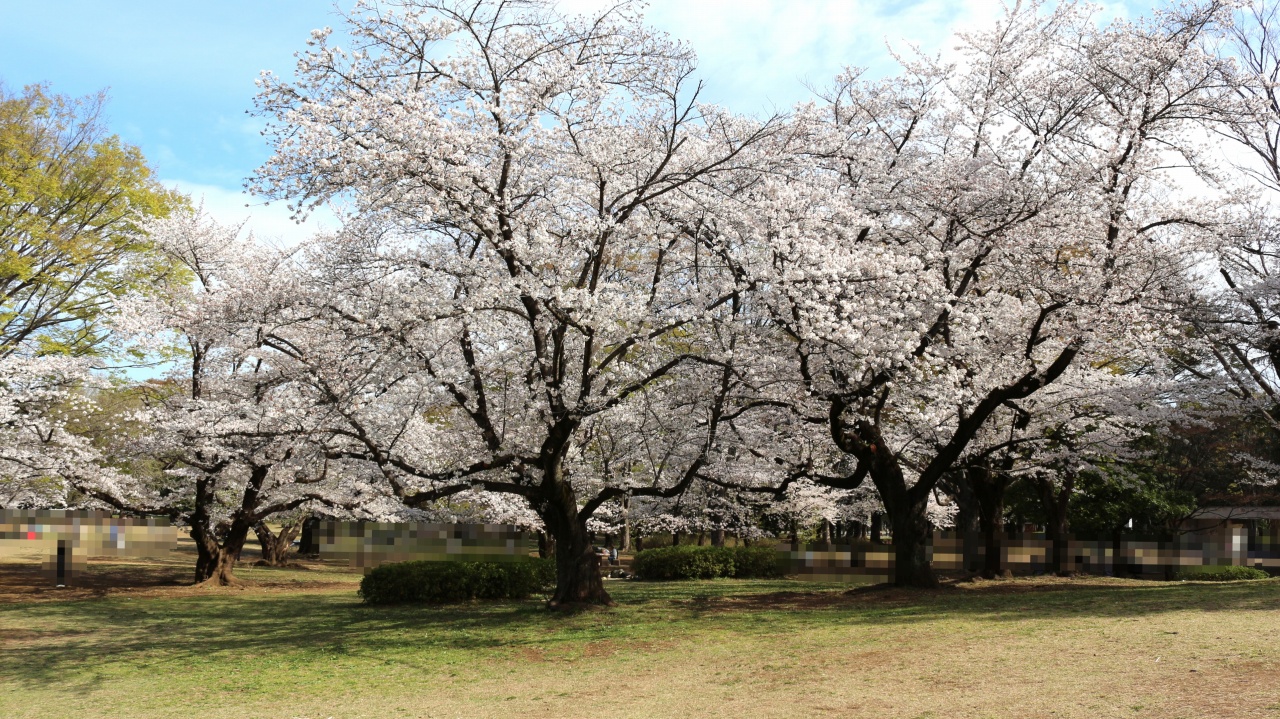 光が丘公園 芝生広場