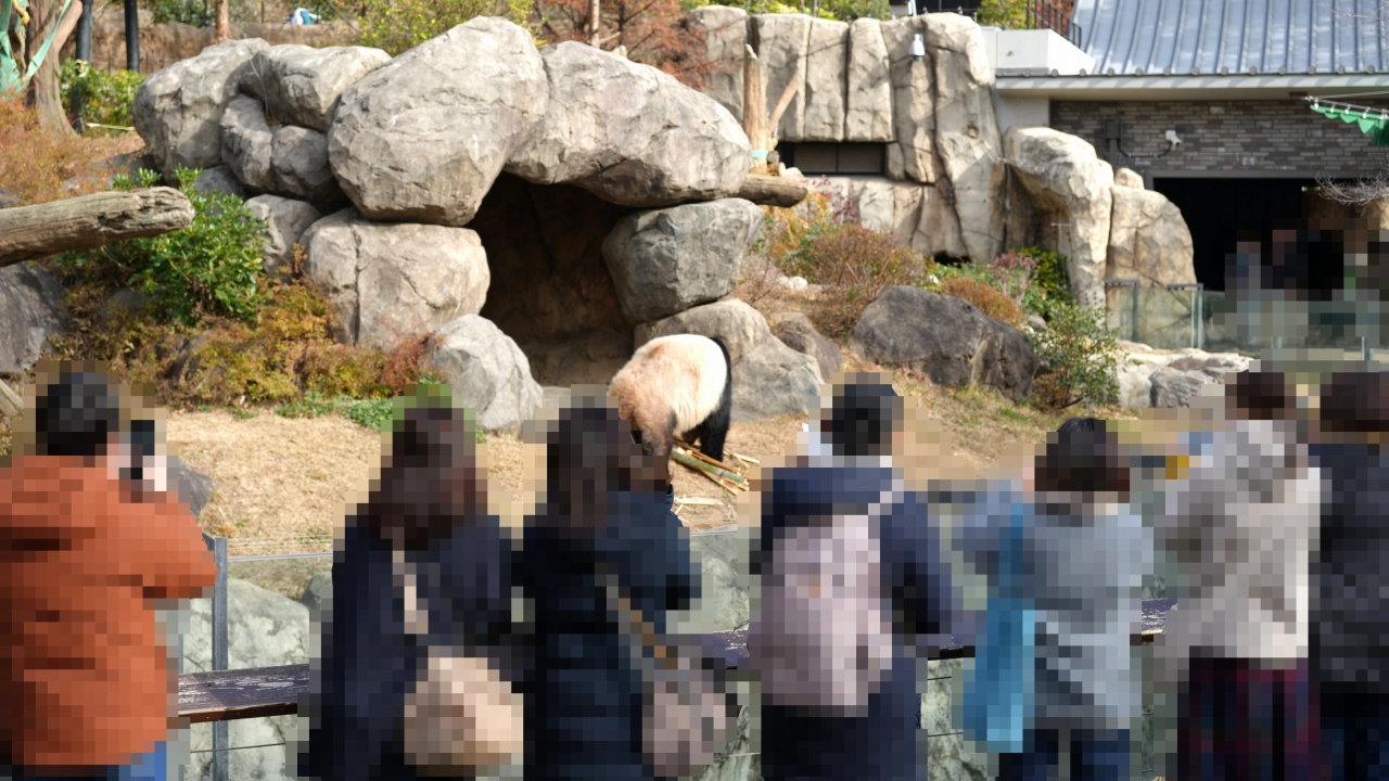 上野動物園 ジャイアントパンダ「シャオシャオ」