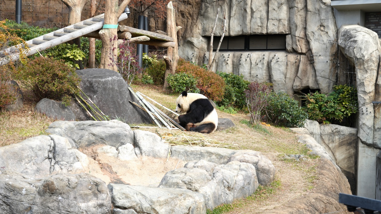 上野動物園 ジャイアントパンダ「シャオシャオ」