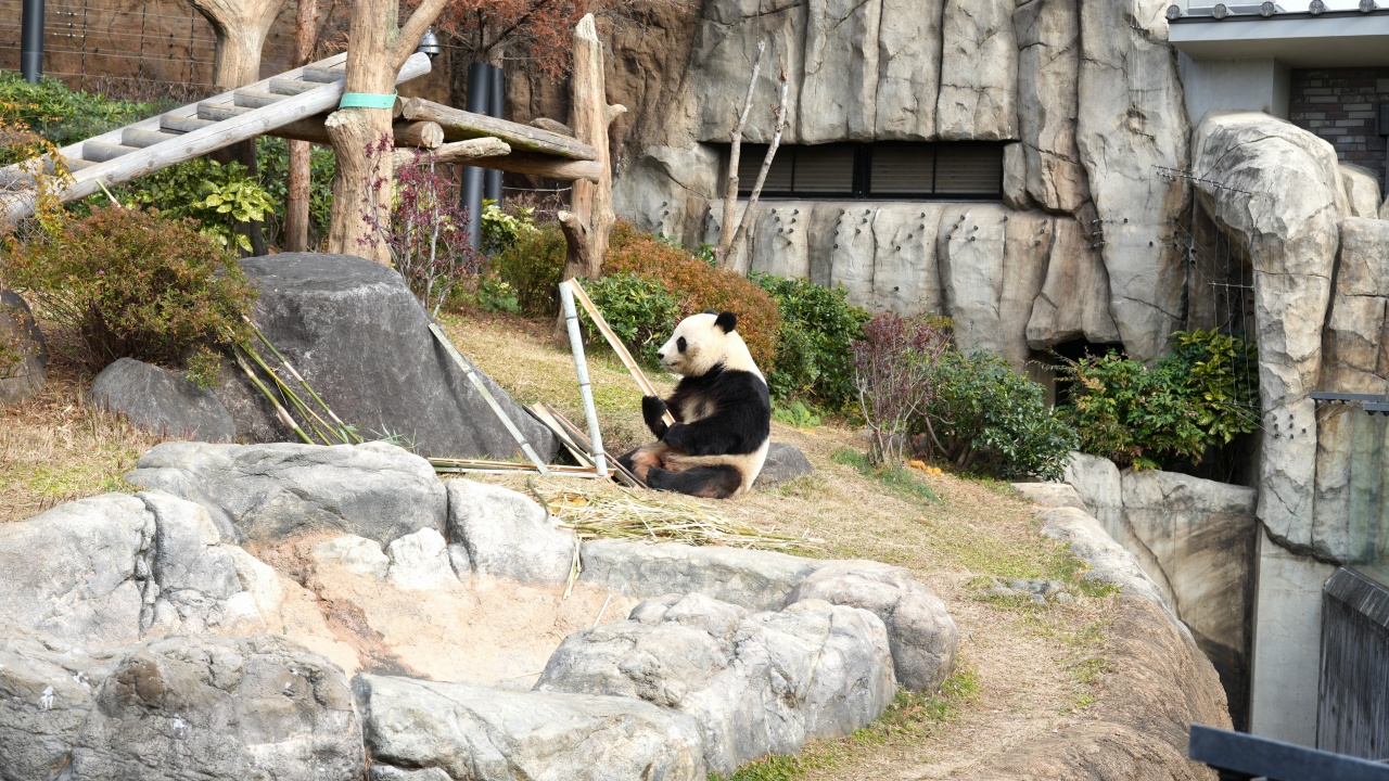 上野動物園 ジャイアントパンダ「シャオシャオ」