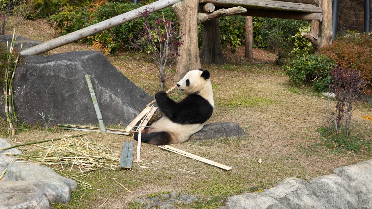 上野動物園 ジャイアントパンダ「シャオシャオ」