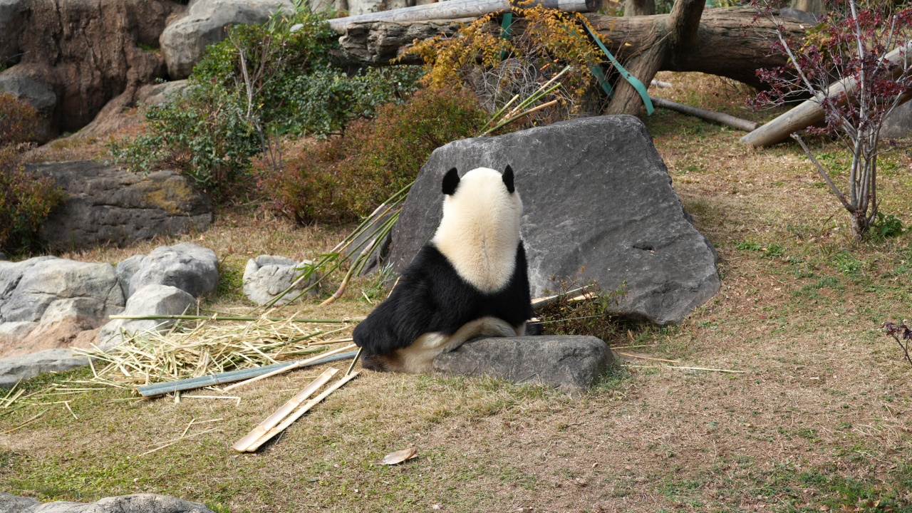 上野動物園 ジャイアントパンダ「シャオシャオ」
