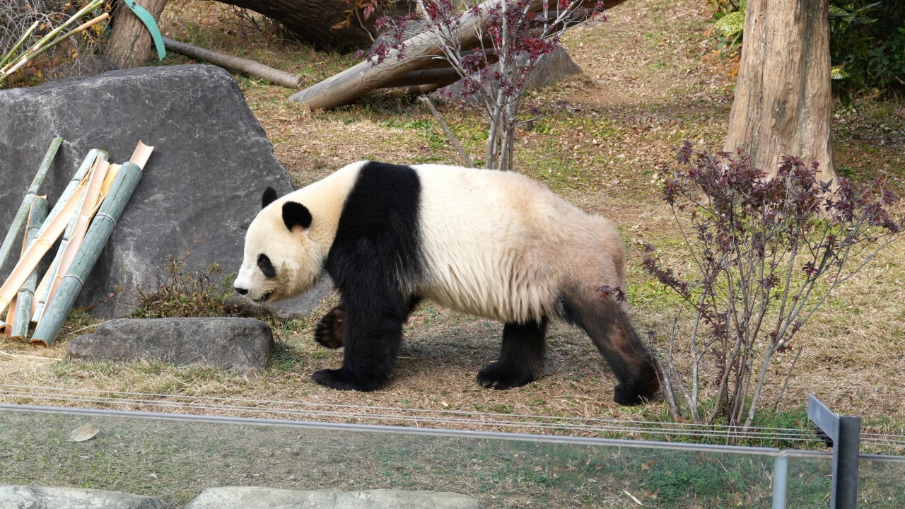 上野動物園 ジャイアントパンダ「シャオシャオ」