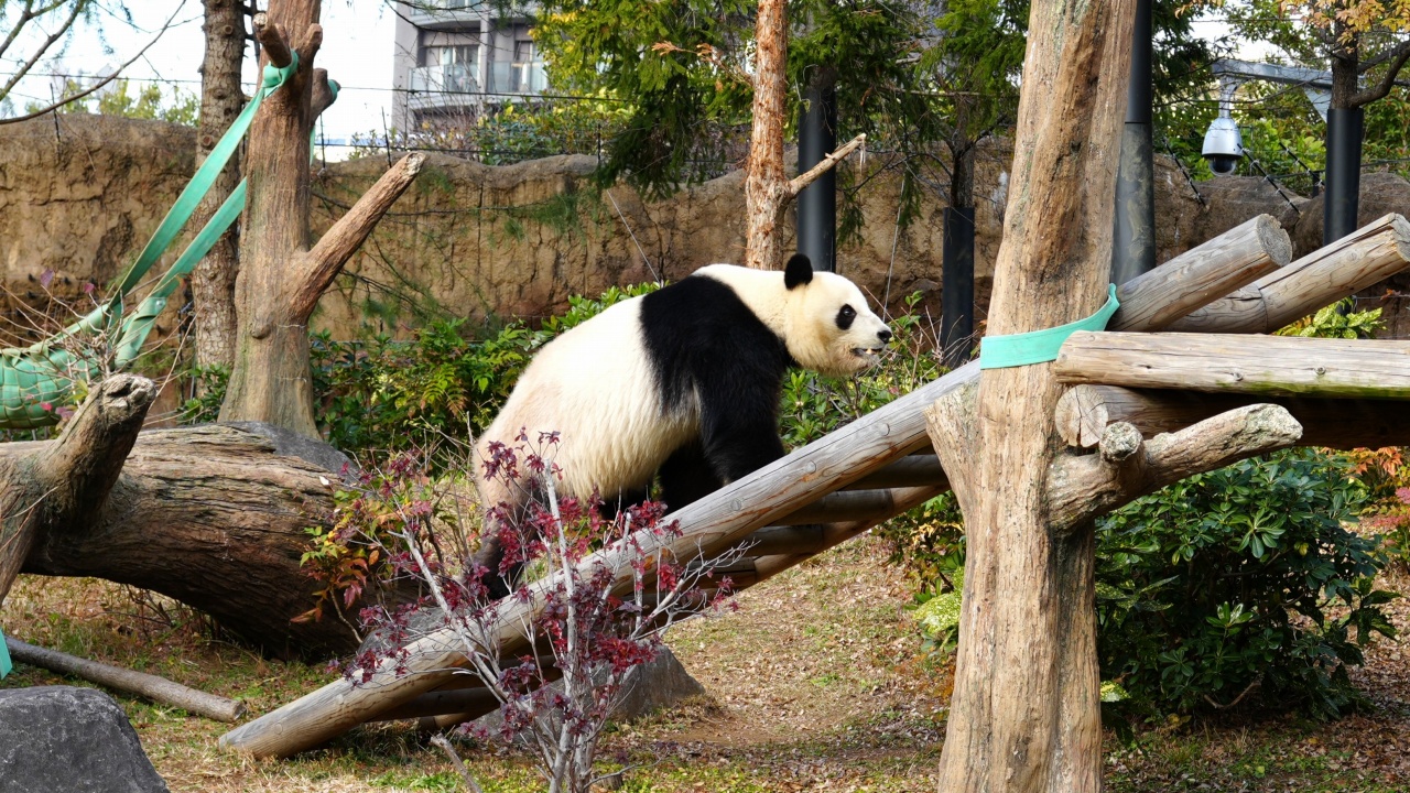 上野動物園 ジャイアントパンダ「シャオシャオ」