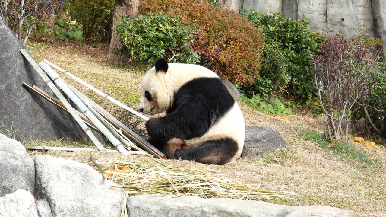 上野動物園 ジャイアントパンダ「シャオシャオ」