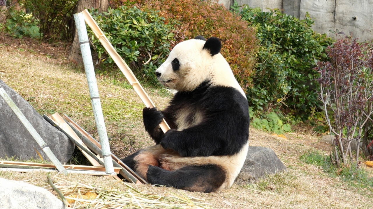上野動物園 ジャイアントパンダ「シャオシャオ」