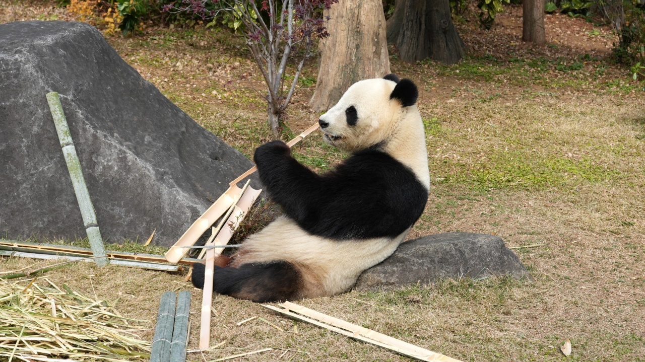 上野動物園 ジャイアントパンダ「シャオシャオ」