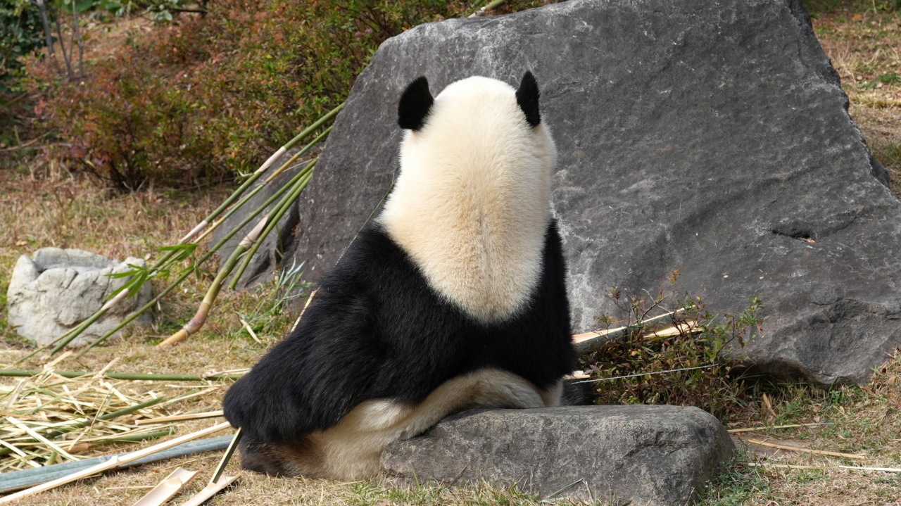 上野動物園 ジャイアントパンダ「シャオシャオ」