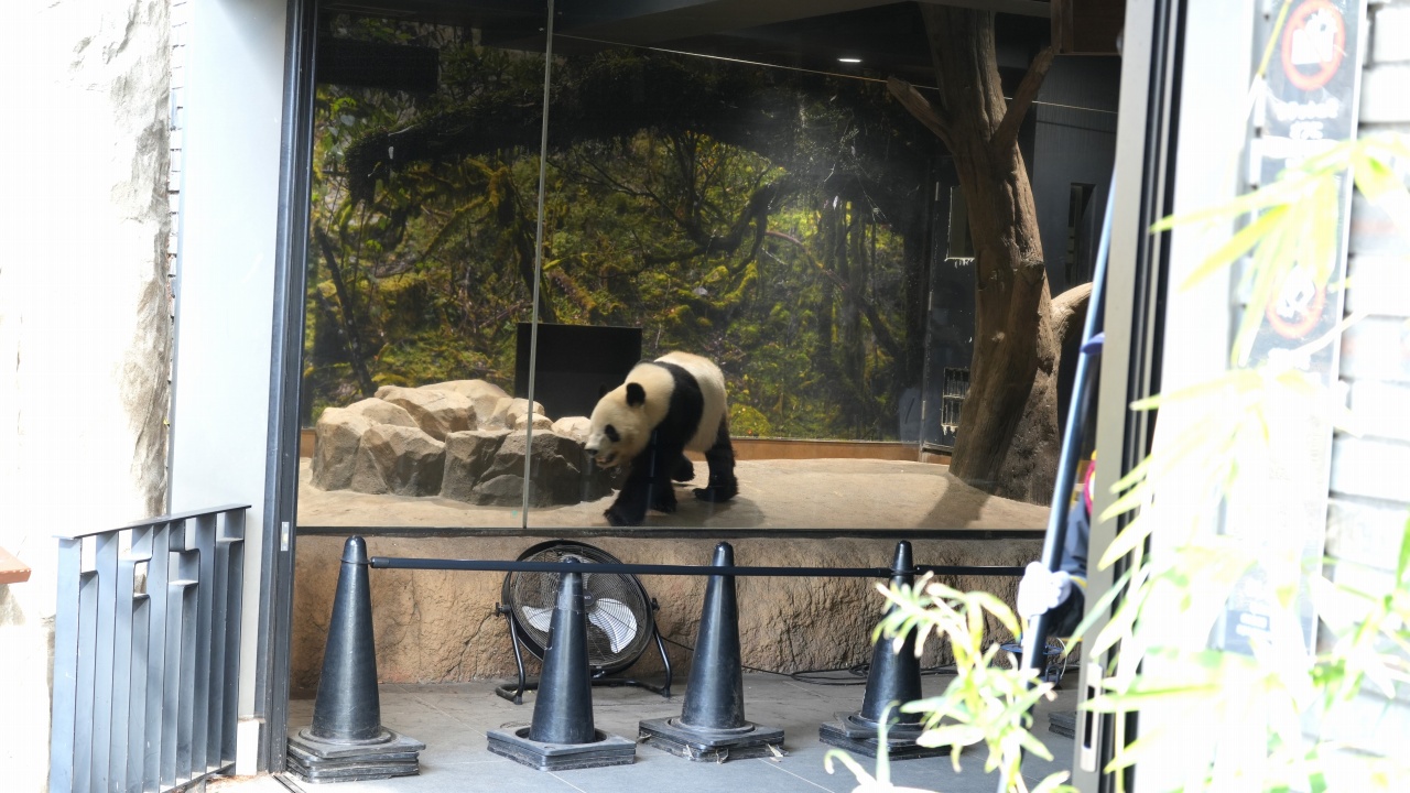 上野動物園 ジャイアントパンダ「シャオシャオ」