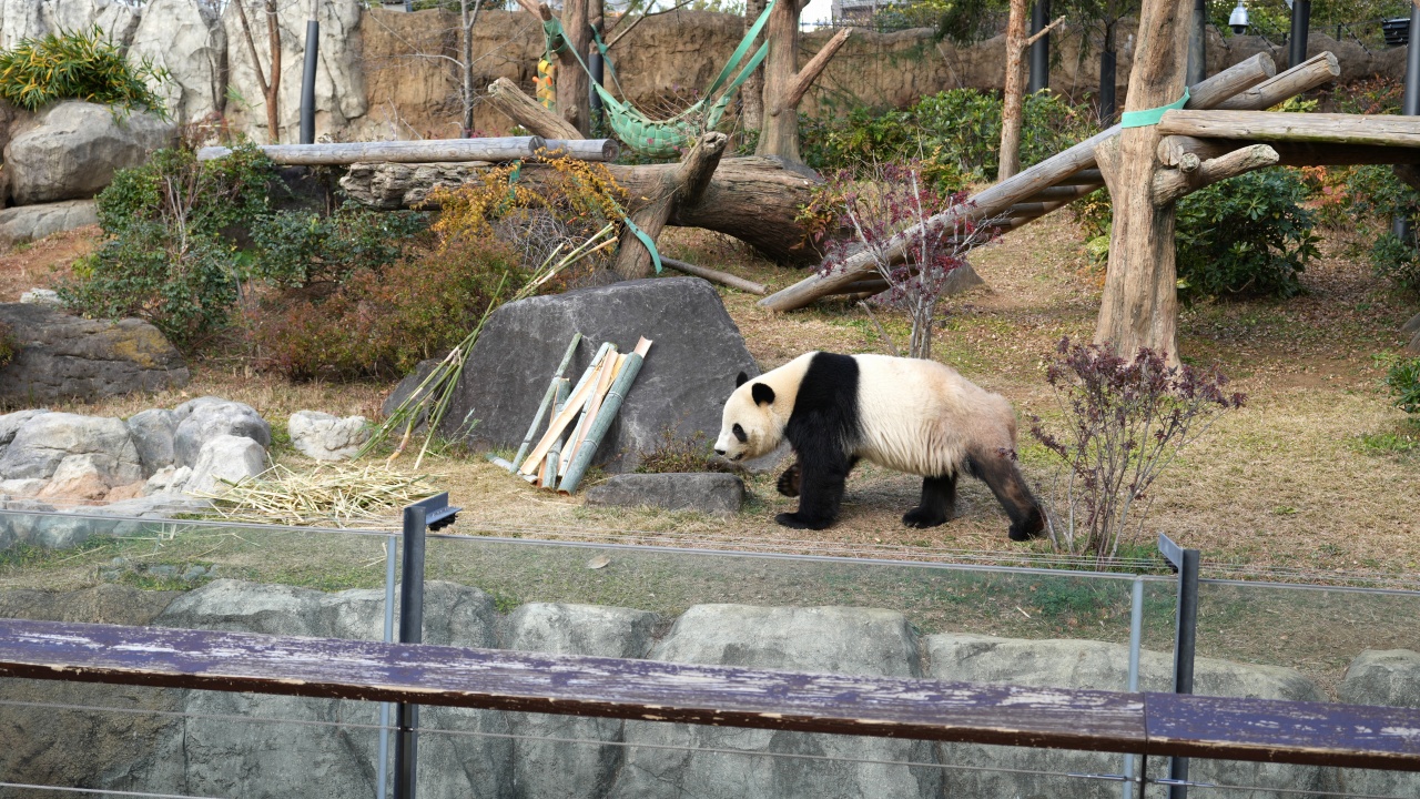 上野動物園 ジャイアントパンダ「シャオシャオ」