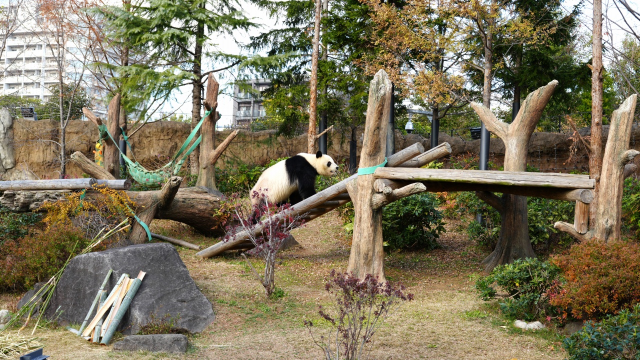 上野動物園 ジャイアントパンダ「シャオシャオ」