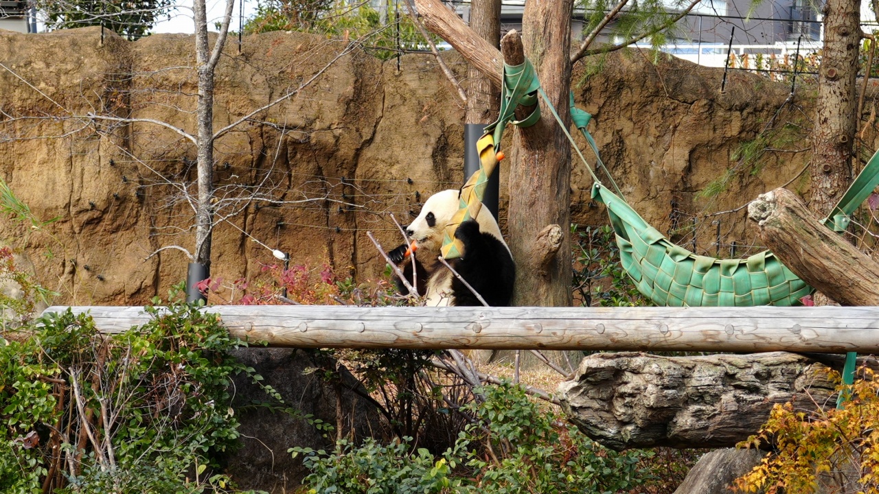 上野動物園 ジャイアントパンダ「シャオシャオ」