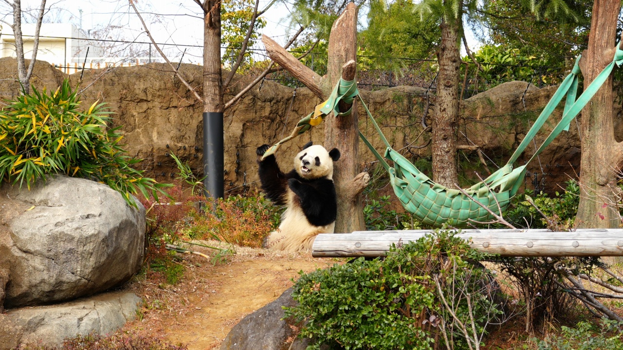上野動物園 ジャイアントパンダ「シャオシャオ」