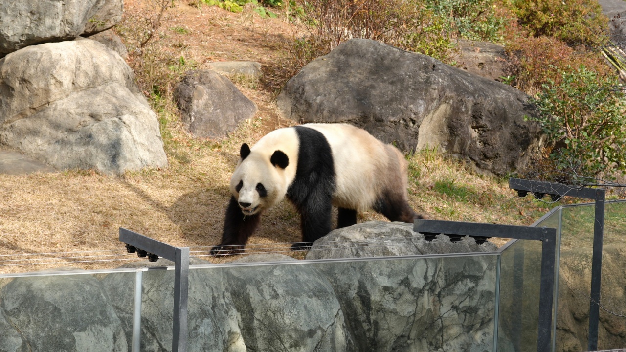 上野動物園 ジャイアントパンダ「シャオシャオ」